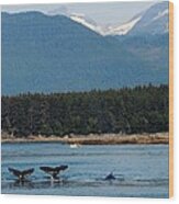 Whales In Alaska Wood Print