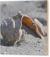 Whelk Shell In The Sand Wood Print