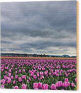 Where The Tulips Meet The Sky Wood Print