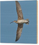 Whimbrel In Flight Wood Print