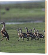 Whistling Ducks In The Orinoco River Wood Print