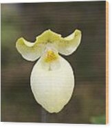 White And Yellow Orchid Wood Print