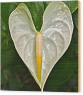 White Anthurium Heart Wood Print