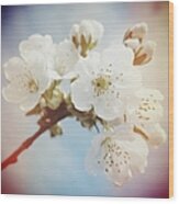 White Apple Blossom In Spring Wood Print