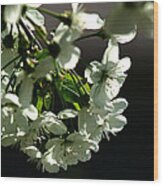White Blossom Wood Print