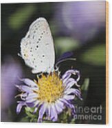 White Butterfly Wood Print