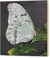 White Butterfly Wood Print