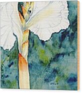 White Canna Flower Wood Print
