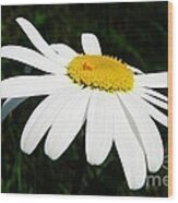 White Chrysanthemum Wood Print