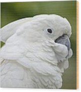 White Cockatoo Profile Wood Print