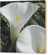 White Corn Lily Wood Print