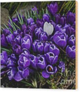 White Crocus On A Field Of Purple Wood Print