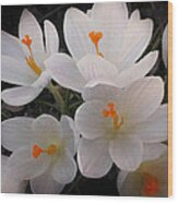 White Crocuses Wood Print