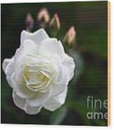 White Dawn Rose Wood Print