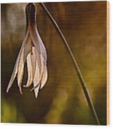 White Dogtooth Violet Wood Print