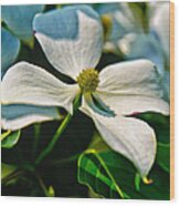 White Dogwood Flower Wood Print