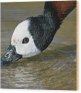 White-faced Whistling Duck Wood Print