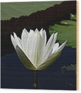 White Flower Growing Out Of Lily Pond Wood Print