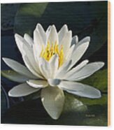White Water Lily Wood Print