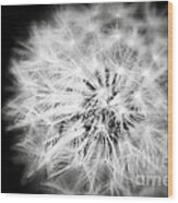 White Fluffy Dandelion Wood Print