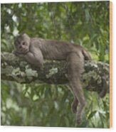 White-fronted Capuchin Puerto Wood Print