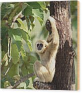 White-handed Gibbon Thailand Wood Print