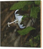 White Harebell Wood Print