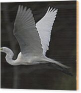 White Heron In Flight Wood Print