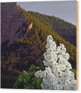 White Lilac Flatirons Wood Print