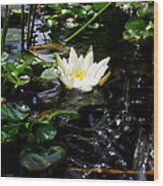 White Lily By Waterfall Wood Print