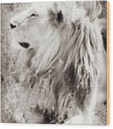 White Lion Wood Print