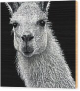 White Llama Wood Print