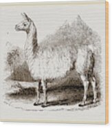 White Llama Wood Print