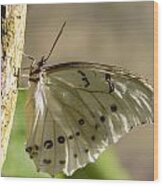 White Morpho Butterfly Wood Print