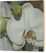 White Orchid Wood Print