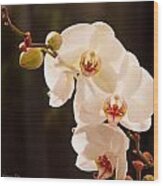 White Orchid Sprig Wood Print