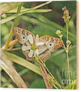 White Peacock Butterfly On Wild Daisy Wood Print
