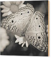 White Peacock Butterfly Wood Print