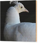 White Peacock Wood Print