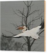 White Pelican Flight Wood Print