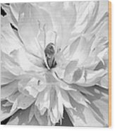 White Peony I Black And White Wood Print