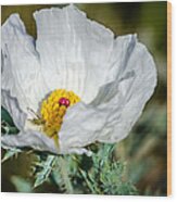 White Prickly Poppy Wildflower Wood Print