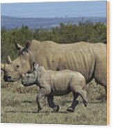 White Rhinoceros And Calf Kenya Wood Print