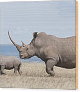 White Rhinoceros And Calf  Kenya Wood Print