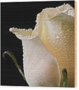 White Rose Close-up Wood Print