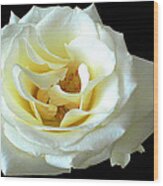 White Rose Number One Wood Print