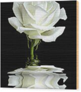 White Rose Reflection Wood Print