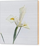 White Iris On White Wood Print