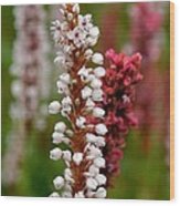 White Stalk Flower Wood Print