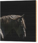 White Stallion - Black Background Wood Print